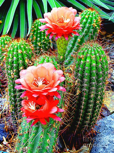 free cactus photos